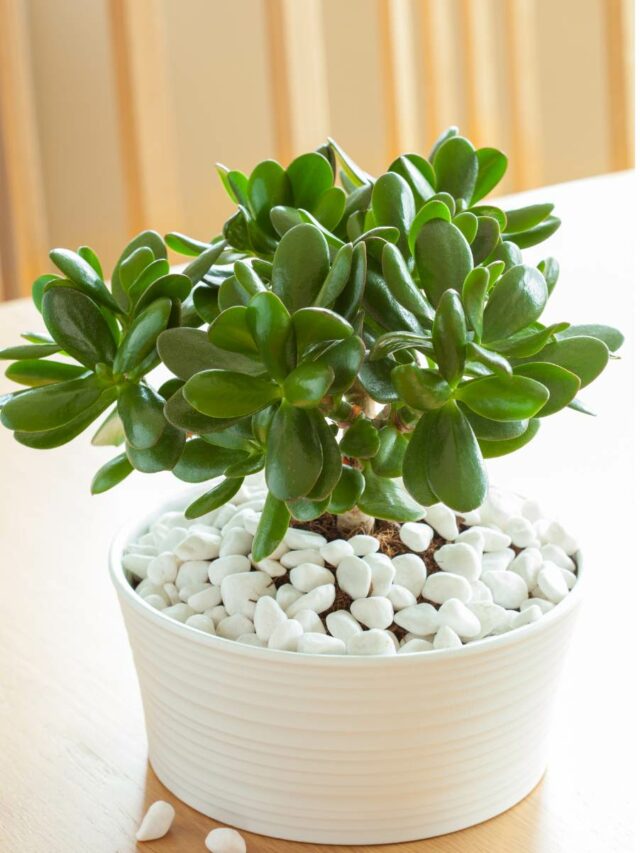 How To Grow Jade Plant At Home