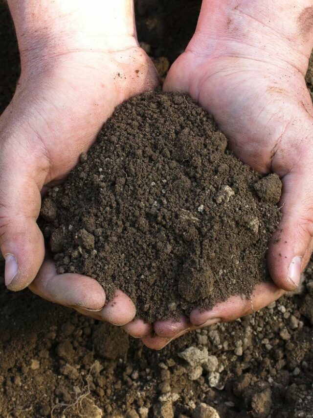 Choosing The Right Organic Soil Important Factors To Consider