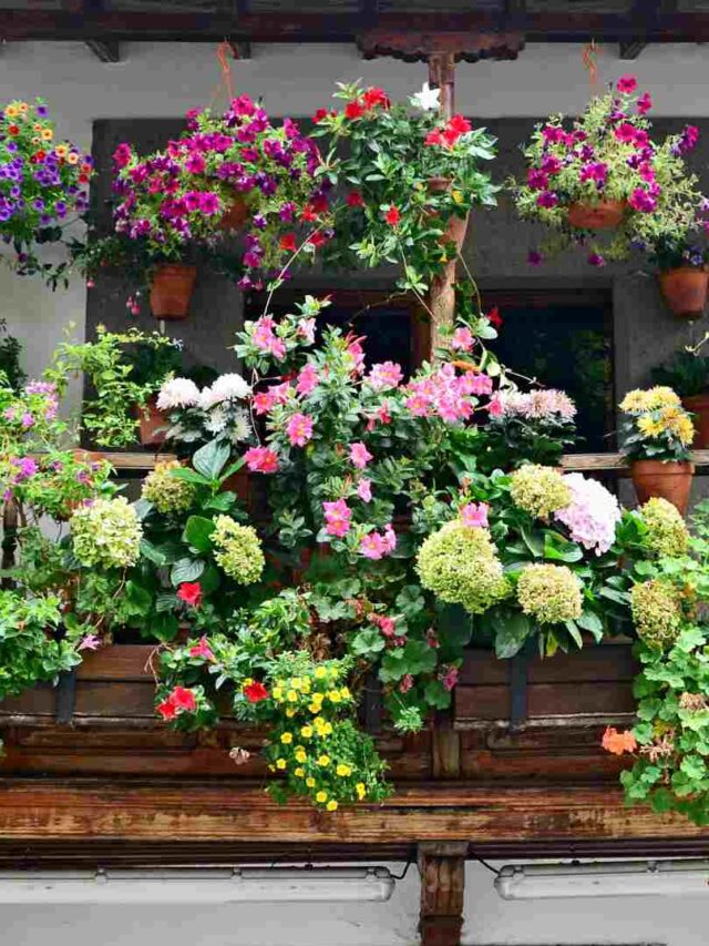 Transform Your Balcony Into A Green Haven Top Plants For Home Decor