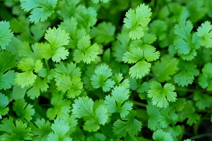 घर पर धनिया कैसे उगाएं, जानें सबसे आसान तरीका - How To Grow Coriander ...