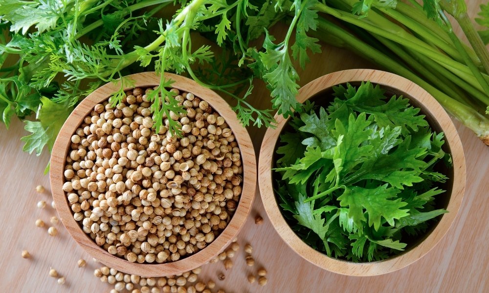 घर पर धनिया कैसे उगाएं, जानें सबसे आसान तरीका - How To Grow Coriander ...