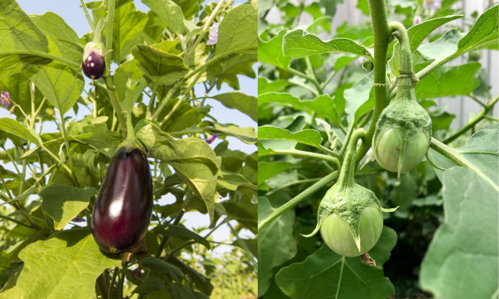 घर पर बैंगन कैसे उगाएं How To Grow Eggplant At Home in Hindi