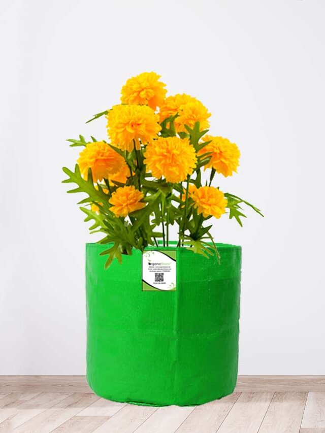 Plants That Grow In Small Pots Or Grow Bags!