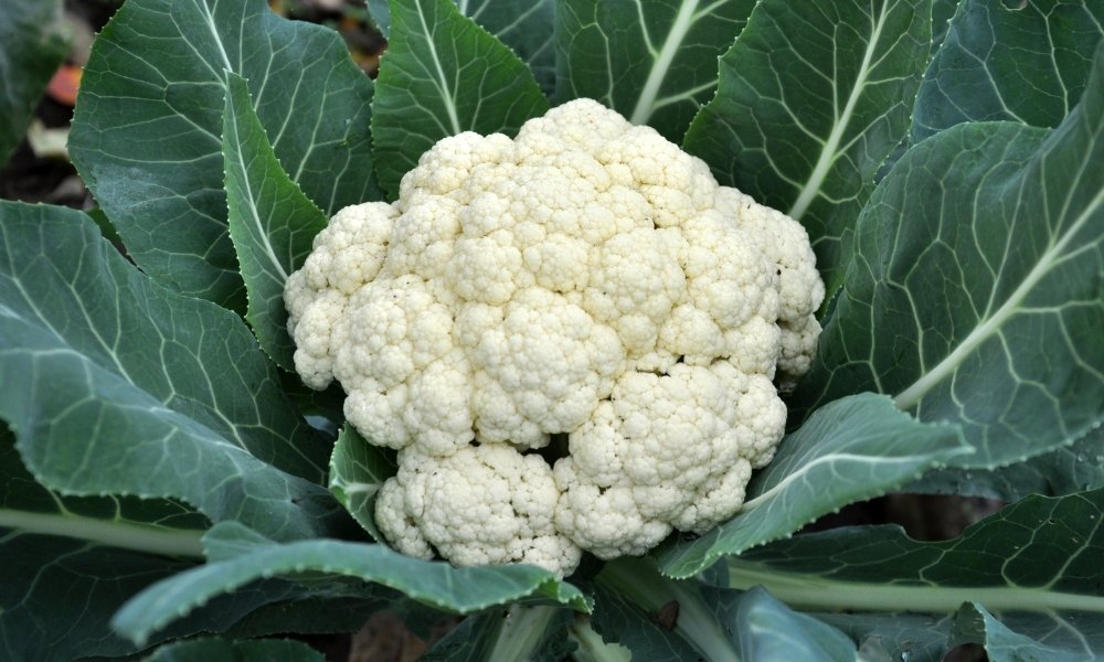 घर पर फूलगोभी कैसे उगाएं How To Grow Cauliflower At Home In Hindi