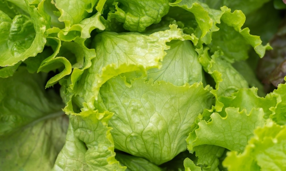 घर पर लेटस (लेट्यूस) कैसे उगाएं How To Grow Lettuce At Home In Hindi