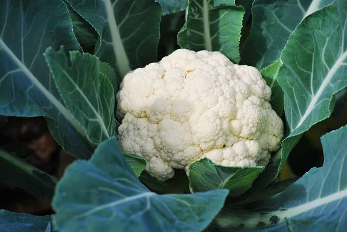 घर पर फूलगोभी कैसे उगाएं – How To Grow Cauliflower At Home In Hindi