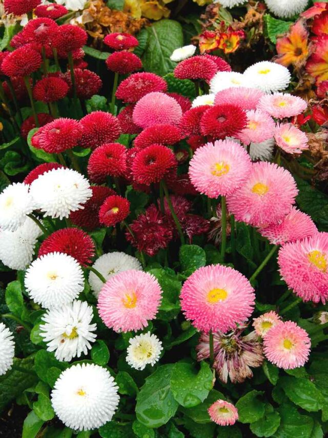 How To Grow Daisy Flower At Home?