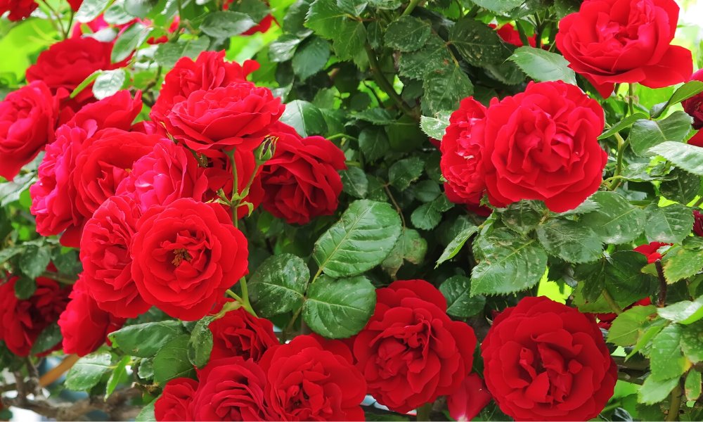 how-to-grow-rose-plants-at-home-in