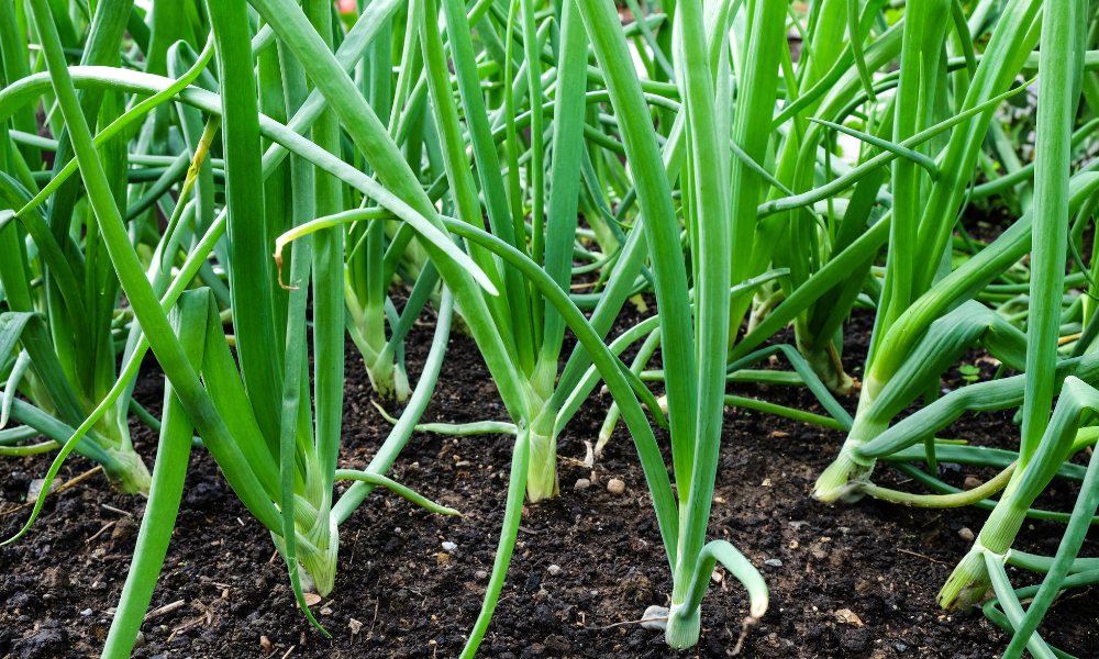हरी प्याज (स्प्रिंग अनियन) कैसे उगाएं Growing spring onions in Hindi