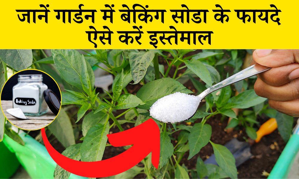 गार्डनिंग में बेकिंग सोडा के फायदे, जानें कैसे करें इस्तेमाल baking soda for gardening in Hindi