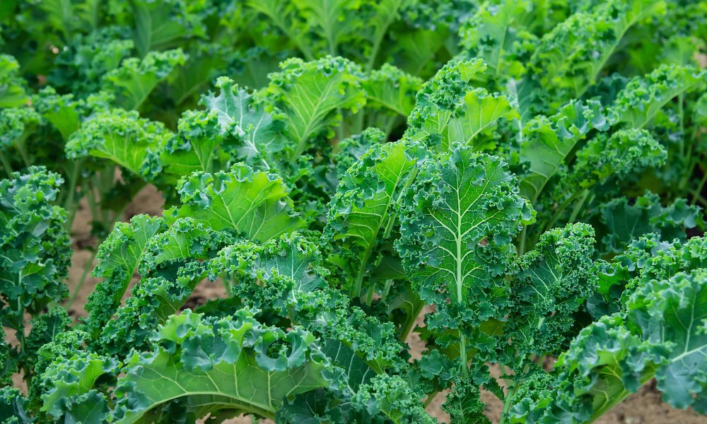 केल क्या है, जानें घर पर केल सब्जी उगाने के तरीके How to grow kale in