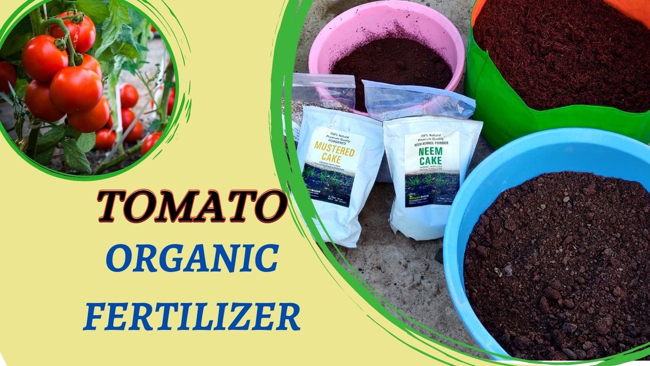 टमाटर उगाने के लिए जैविक उर्वरक Organic fertilizer for growing