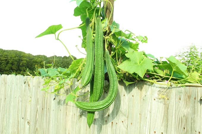 तोरई (रिज गार्ड) घर पर कैसे उगाएं - How to grow ridge gourd at home in Hindi