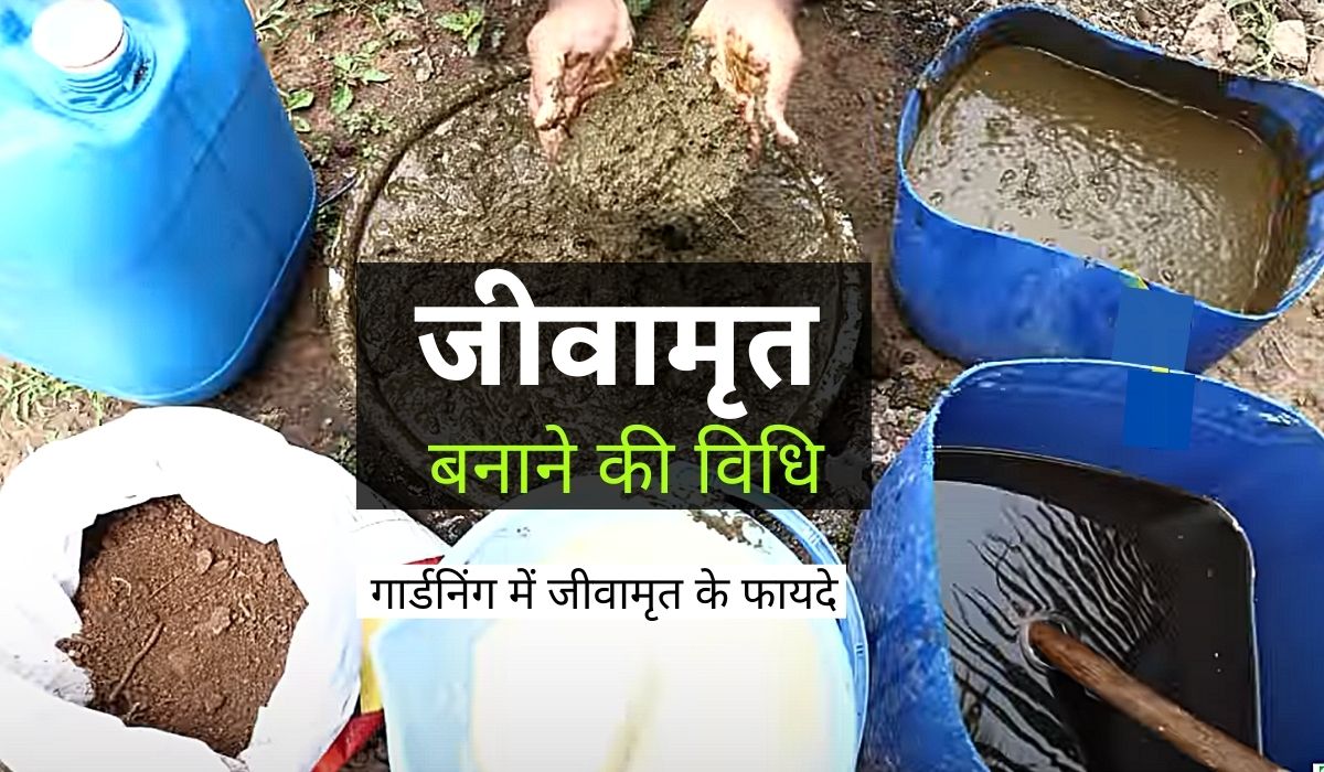 जीवामृत क्या है, बनाने की विधि और गार्डन में इसके फायदे Jeevamrutham
