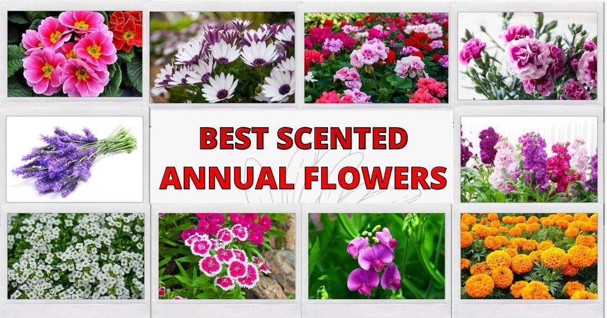 Meaning of best sale fragrant in hindi