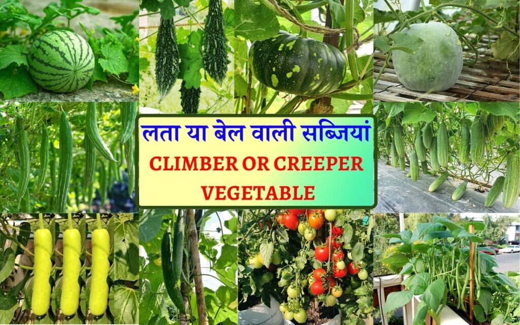 लता या बेल वाली सब्जियां, जिन्हें गमले में उगाना है आसान Climber