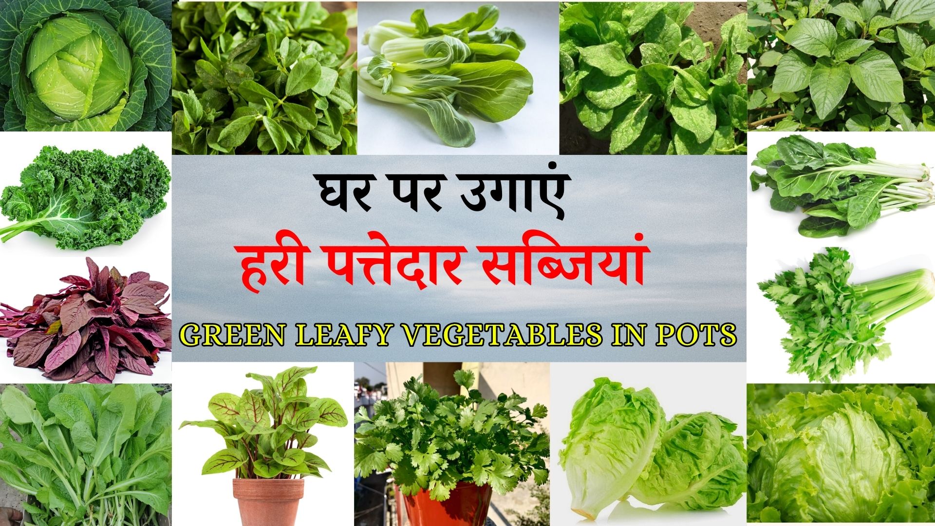 हरी पत्तेदार सब्जियां गमले में कैसे उगाएं How to grow leafy vegetables at home in Hindi