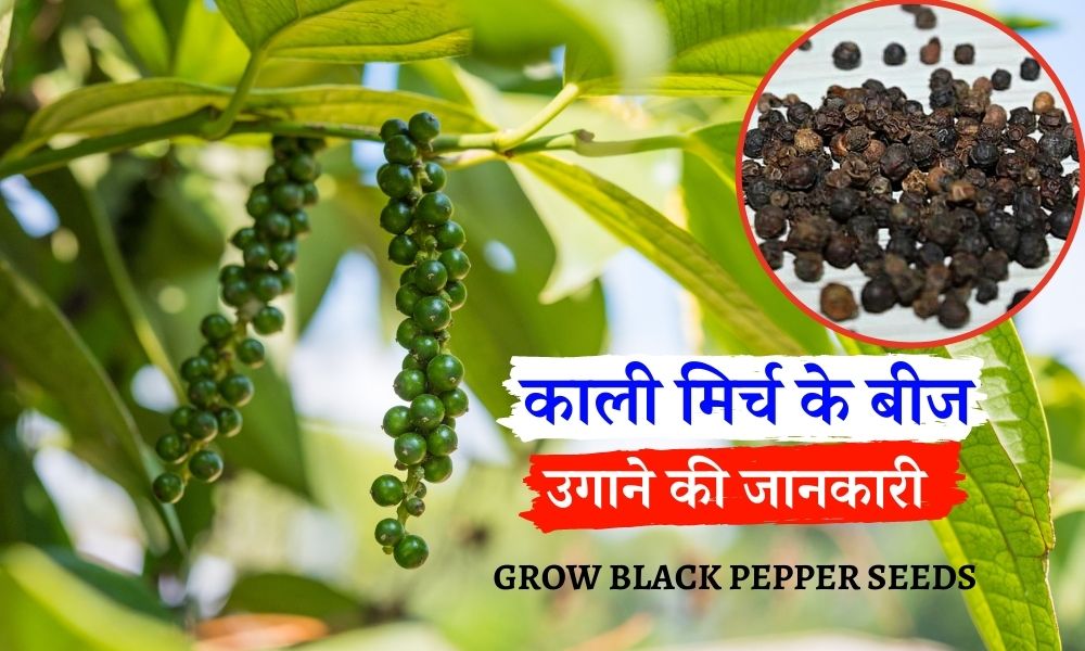 काली मिर्च के बीज कैसे उगाएं How to Grow Black Pepper Seeds in Hindi