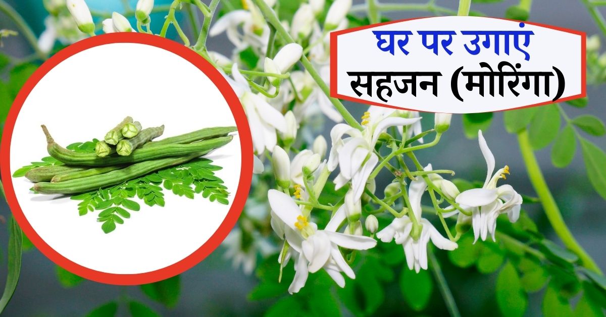 Sahjan घर पर सहजन (मोरिंगा) कैसे उगाएं - How to Grow Drumsticks at Home in Hindi