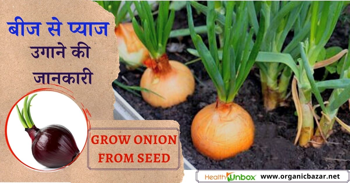 घर पर बीज से प्याज कैसे उगाएं How to grow onion from seed at home in