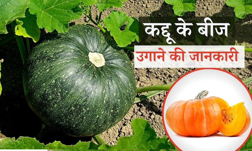 कद्दू के बीज कैसे उगाएं How to Grow Pumpkin from Seeds at Home in Hindi