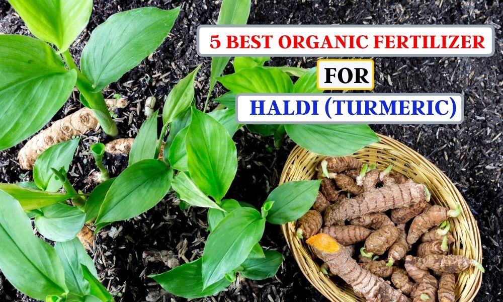 हल्दी के लिए 5 बेस्ट जैविक उर्वरक और कम्पोस्ट 5 Best Fertilizer For