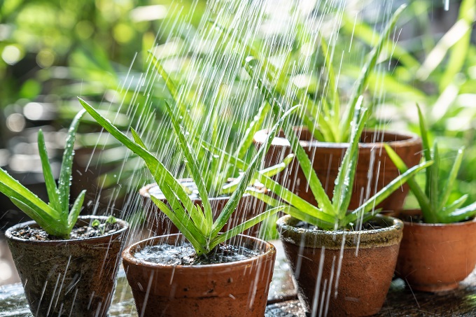 घर पर एलोवेरा का पौधा कैसे उगाएं - How to Grow Aloe Vera Plant At Home in Hindi
