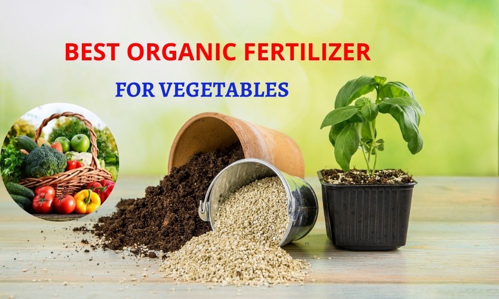 सब्जियों के लिए बेस्ट जैविक खाद तथा उर्वरक Best Organic Fertilizer