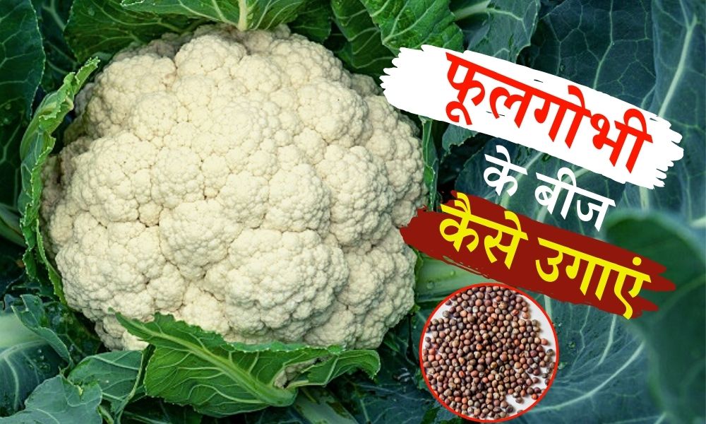 फूलगोभी के बीज कैसे उगाएं How to Grow Cauliflower from Seeds in Hindi