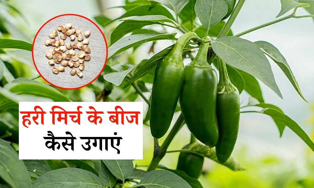 हरी मिर्च के बीज कैसे उगाएं How to Grow Green Chilli From Seeds in Hindi