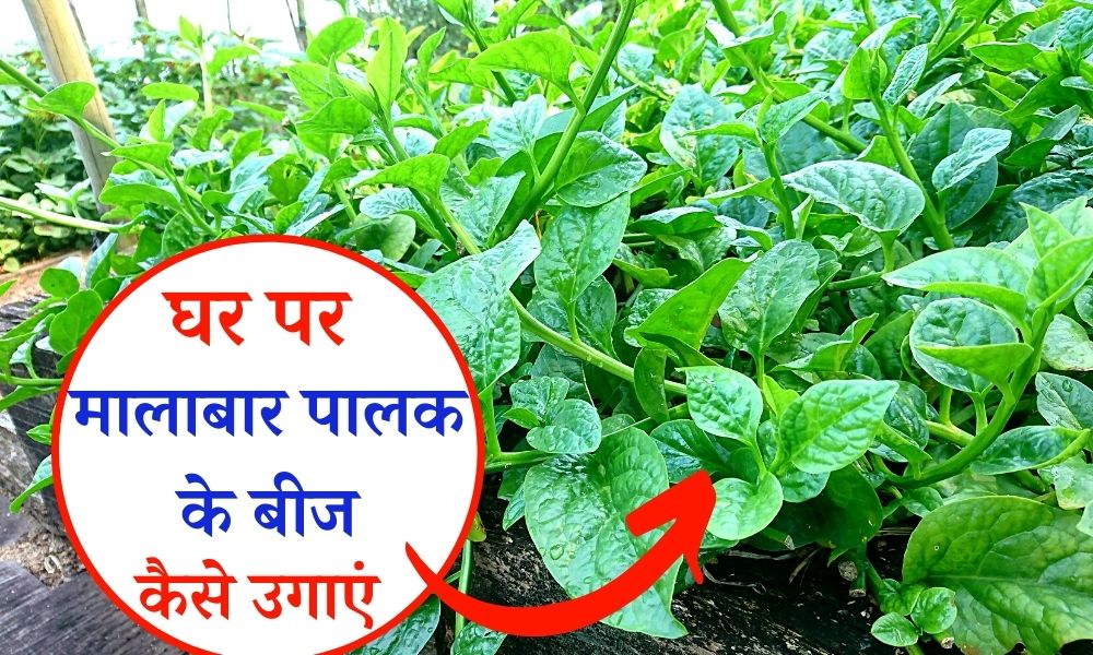 घर पर मालाबार पालक बीज से कैसे उगाएं How to grow Malabar Spinach from