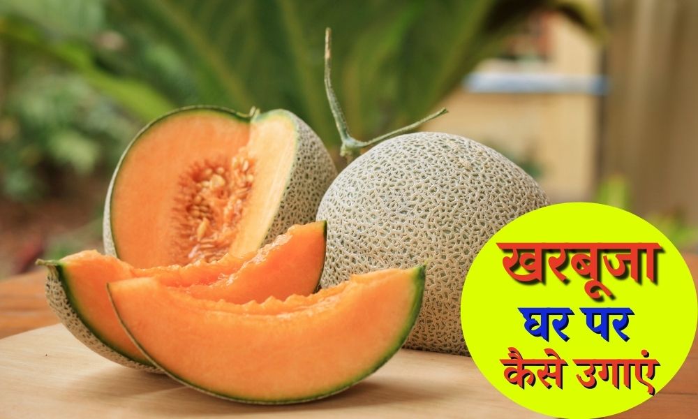 घर पर खरबूजे के पौधे को कैसे उगाएं How to Grow Muskmelon at Home in Hindi