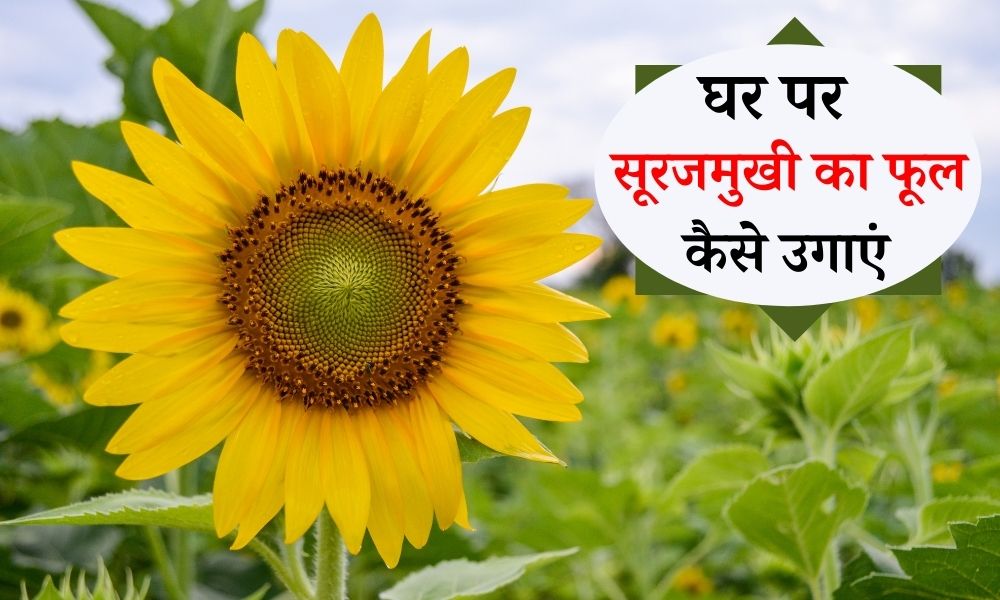 सूरजमुखी का फूल घर पर कैसे उगाएं How to Grow Sunflower in Pot at Home