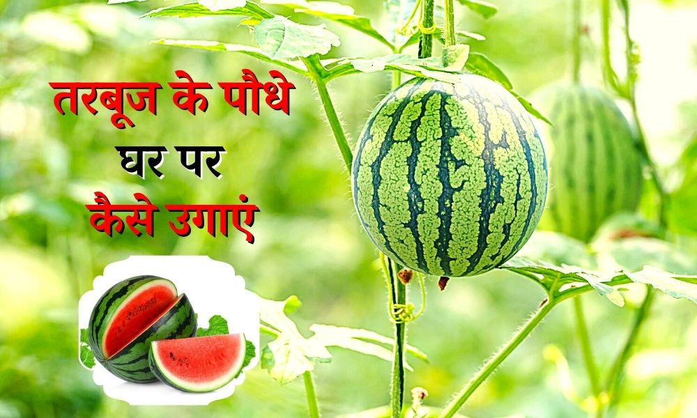 घर पर तरबूज के पौधे कैसे उगाएं - How To Grow Watermelon plants At Home in Hindi