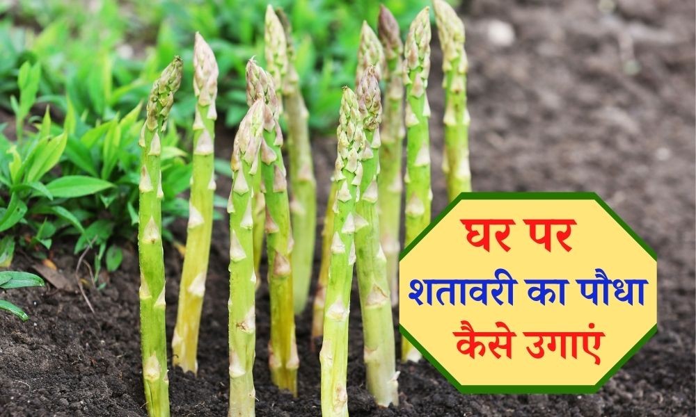 घर पर शतावरी कैसे उगाएं How to Grow Asparagus at Home in Hindi