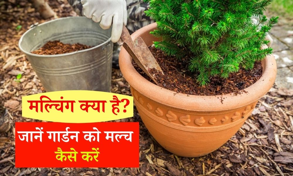 मल्चिंग क्या है? अपने गार्डन को मल्च कैसे करें What is Mulching? How