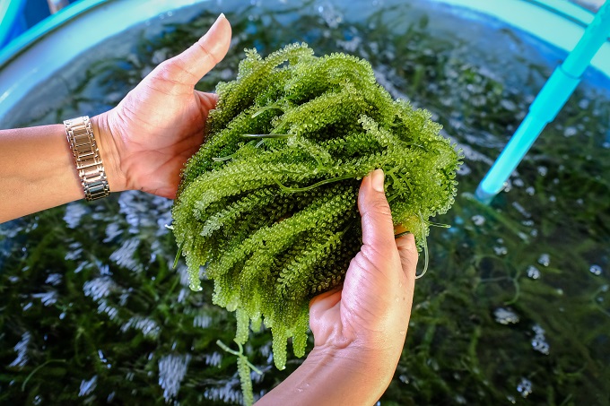 Seaweed Fertilizer in Hindi
