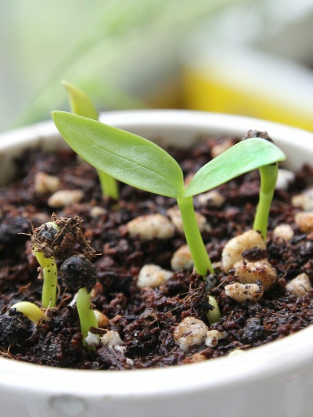Know Why Your Seeds Do Not Germinate? Organicbazar Blog