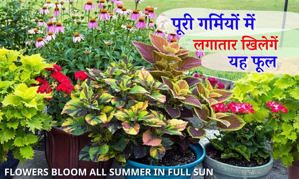 पूरी गर्मियों में आपके गार्डन की शान बढ़ाएंगे यह फूल What flowers