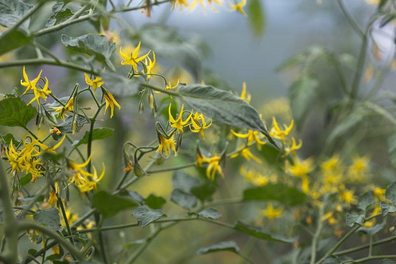 टमाटर के फूल क्यों झड़ते हैं? इसे कैसे रोकें Why do Tomato Flowers