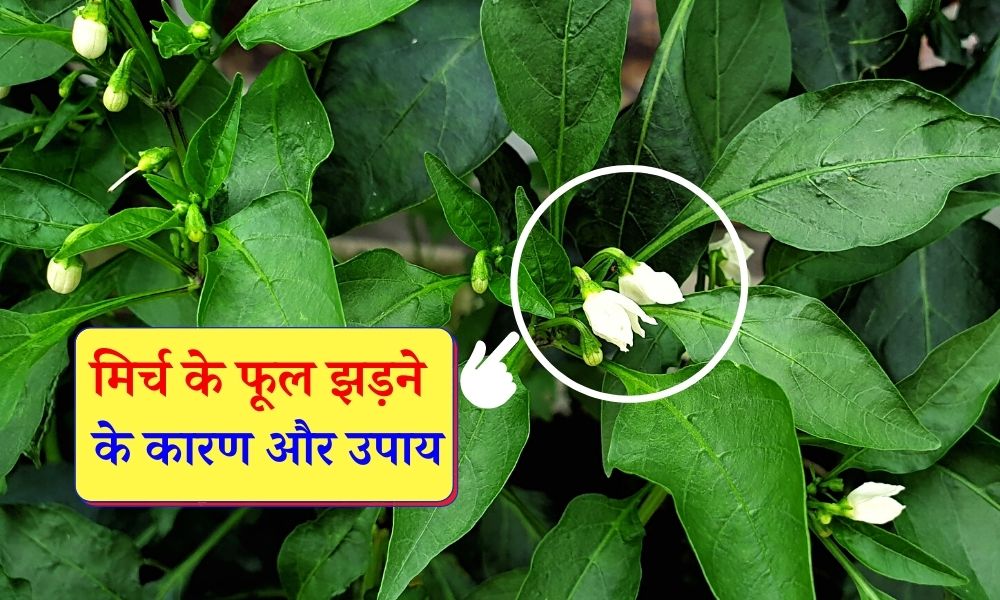 मिर्च के फूल क्यों गिरते हैं, जानिए इसे रोकने के उपाय Chilli Plant