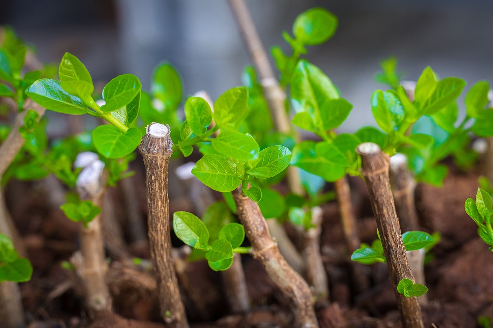 20-best-20-plants