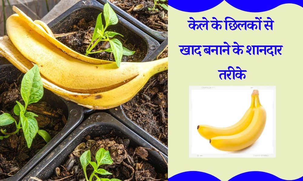 केले के छिलके की खाद कैसे बनाएं How To Make Banana Peel Fertilizer In