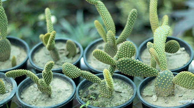 green cactus pears Green Cactus Pear main image 0