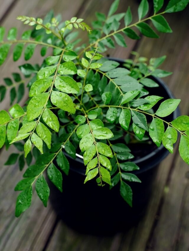 Grow Delicious Curry Leaves At Home! - Organicbazar Blog