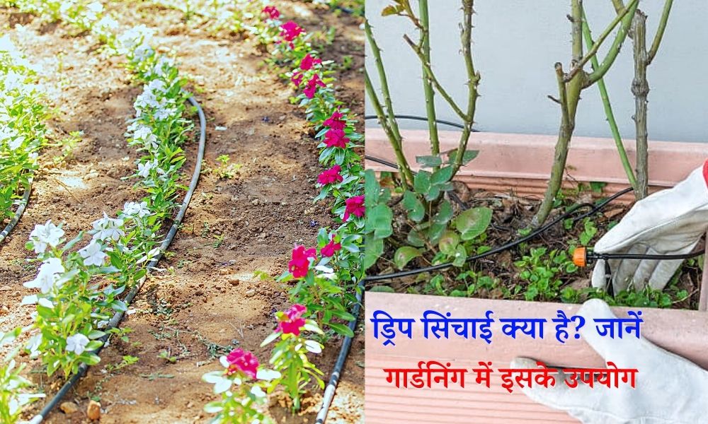 ड्रिप सिंचाई प्रणाली क्या है? जानिए गार्डनिंग में इसके उपयोग What is