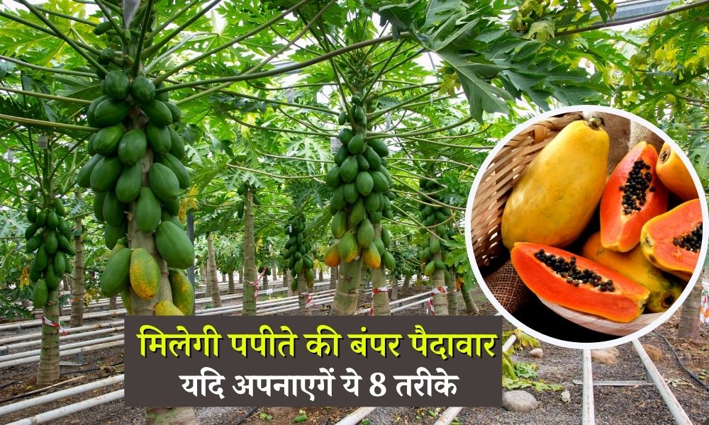 पपीते की बंपर पैदावार बढ़ाने के लिए अपनाएं ये 8 टिप्स 8 Tips To