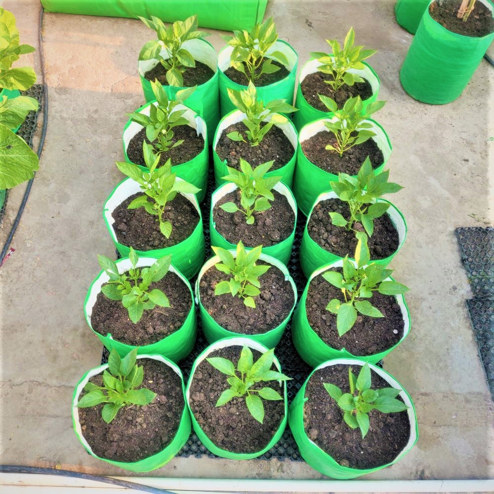 Benefits Of Gardening In Grow Bags! - Organicbazar Blog