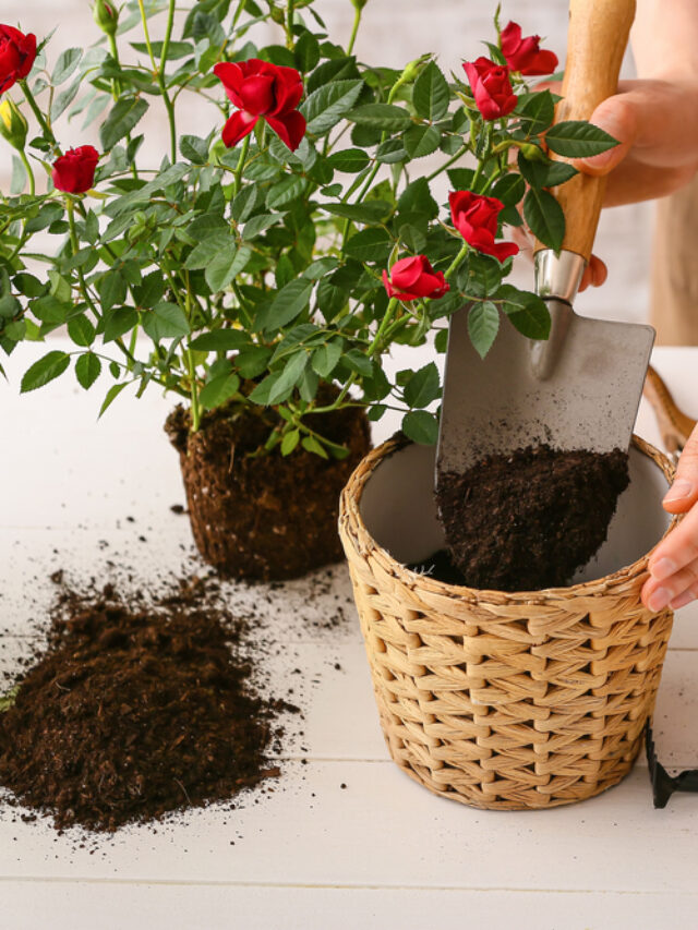 Avoid These Mistakes During Plant Repotting!