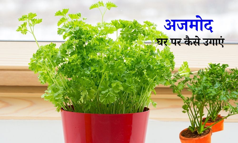 अजमोद घर पर कैसे लगाएं How to Grow Parsley At Home In Hindi